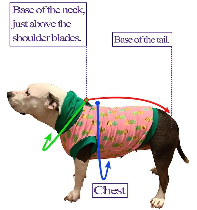 Proper Collared Layered Dog Sweater